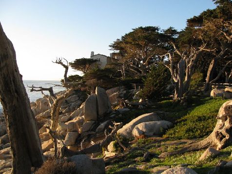 Ghost Tree Scenic Point On The 17-Mile Drive