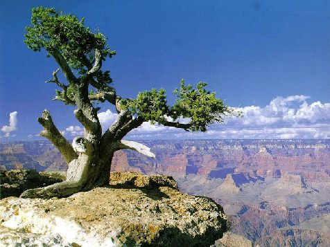 Grand Canyon 