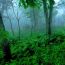 Forest MistShenandoah National Park Virginia