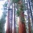 redwood